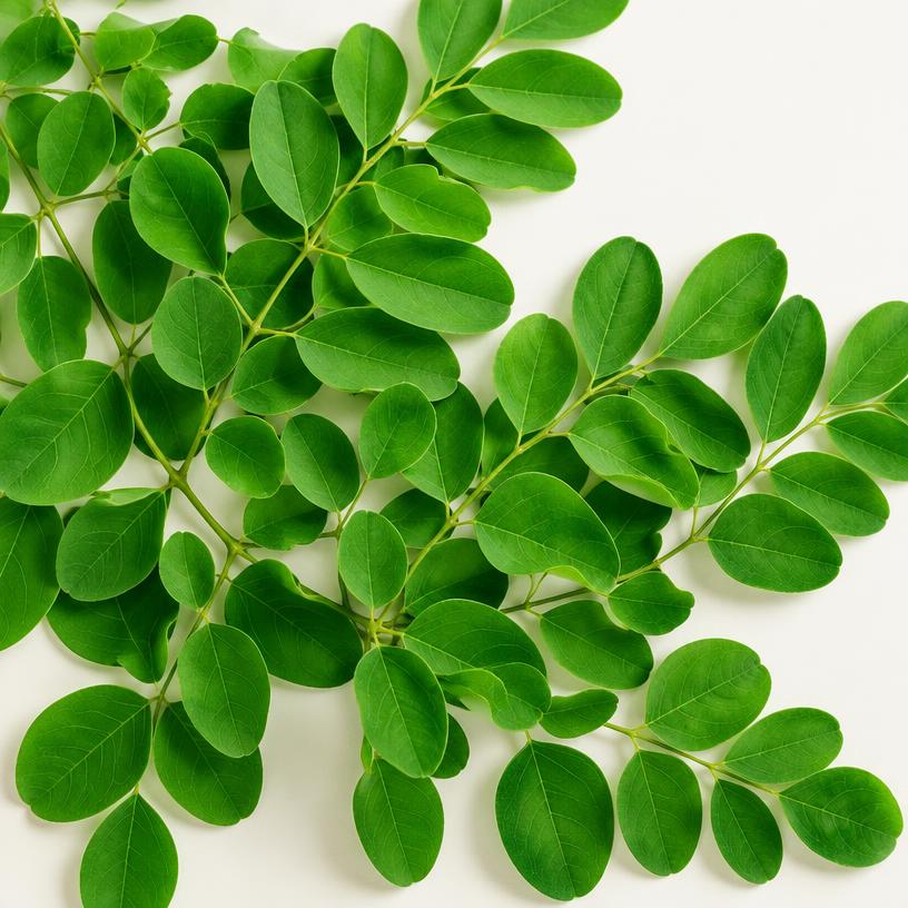Moringa